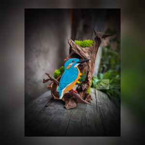 Kingfisher-On-Old-Wood.jpg